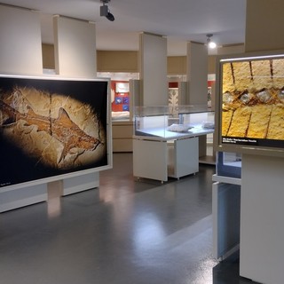 Bolca, un Museo dei Fossili da riqualificare