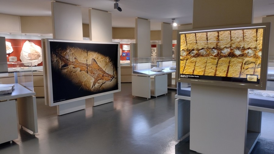 Bolca, un Museo dei Fossili da riqualificare