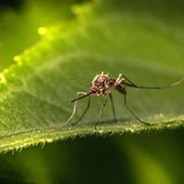 Come proteggersi dalle punture di zanzare durante le vacanze?