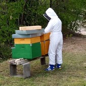 Proteggere le api per salvaguardare il futuro