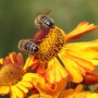 World Bee Day per il futuro