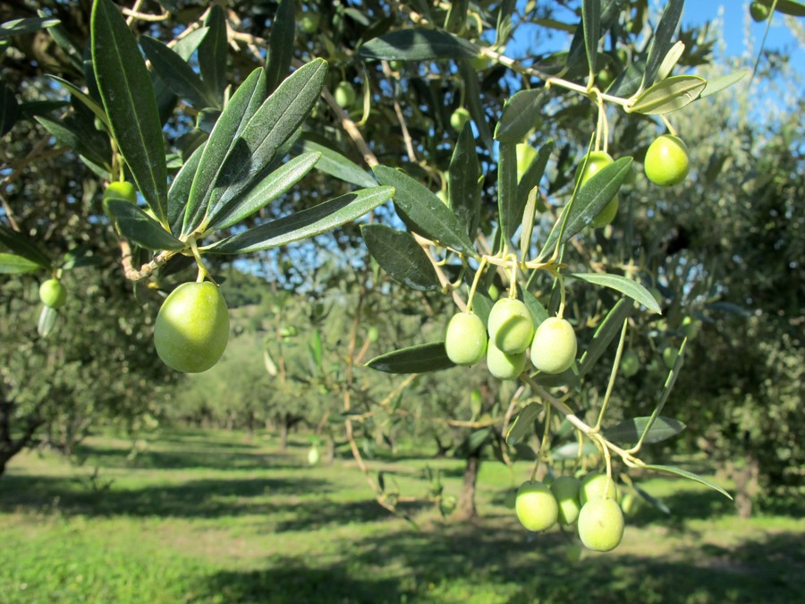 L'anno più difficile per l'olio d'oliva italiano