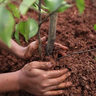Fidas: un albero piantato per ogni nuovo donatore