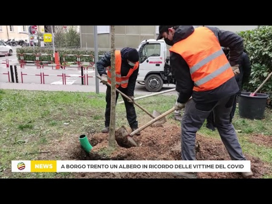 Piantato a Borgo Trento il primo albero in ricordo delle vittime del covid